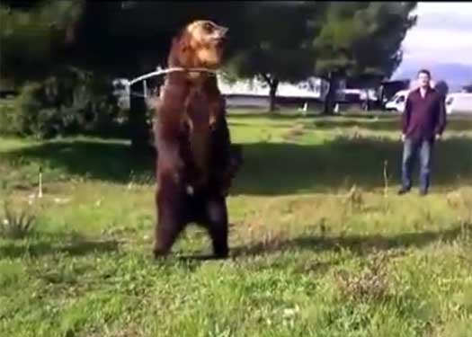 connie womack recommends is dancing bear real pic