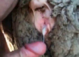 alana merrill recommends man fucking sheep pussy pic