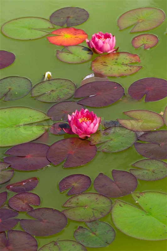 andy templin share meditating beauty lily love photos
