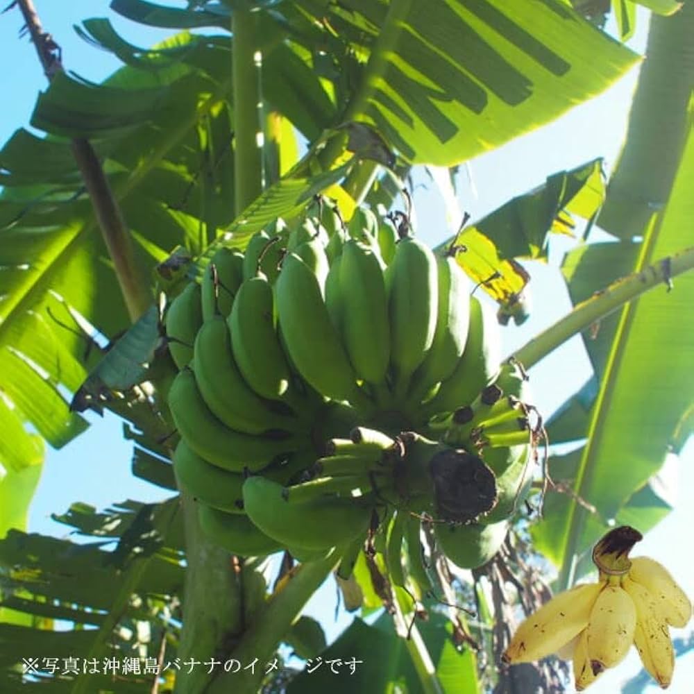 okinawa banana show