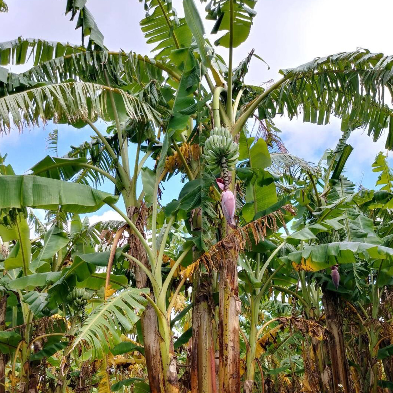 christine rosado share okinawa banana show photos