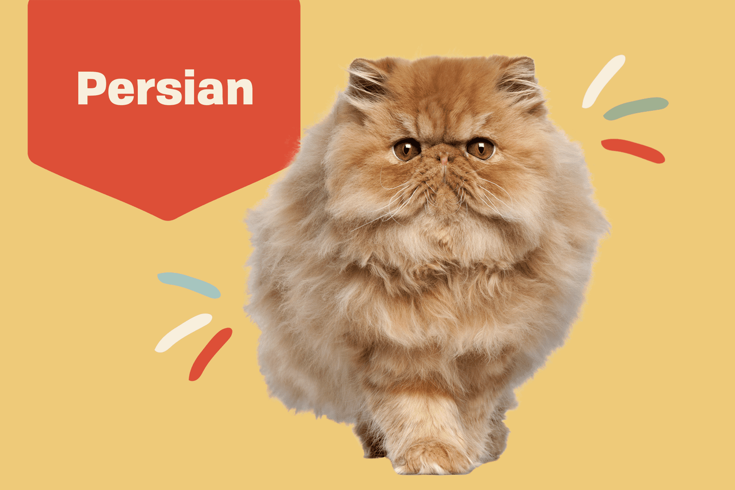 arlene longnickel recommends Persian Kitty Adult Site