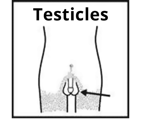 pictures of mens balls