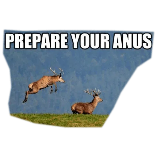 Prepare Your Anus Deer Gif vr porn