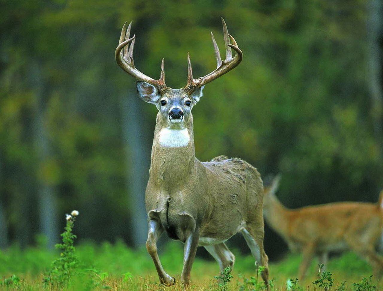 public flashing in city with deer antler