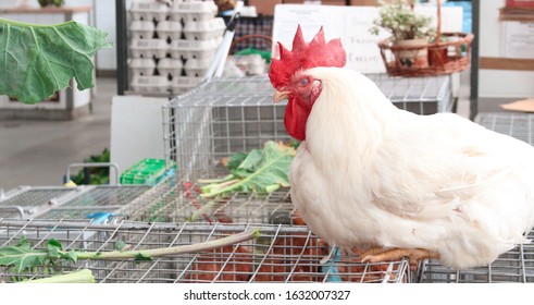the cock market com
