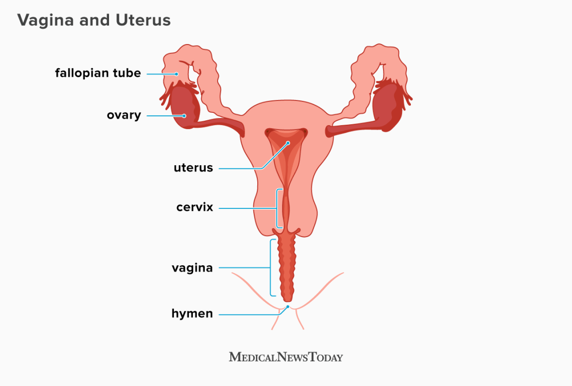 Vagina Pics Com niece fucking