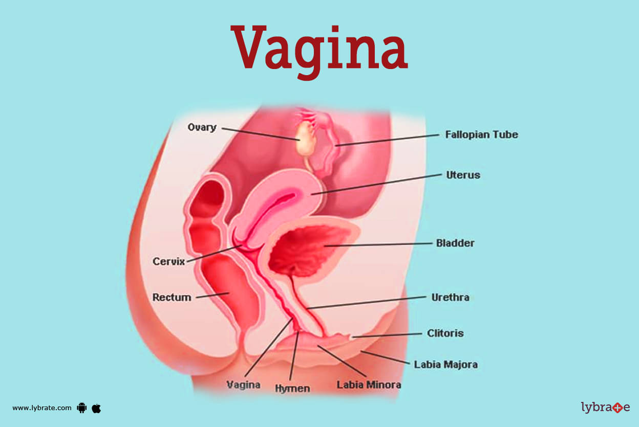 buddy bowman recommends Vagina Pics Com