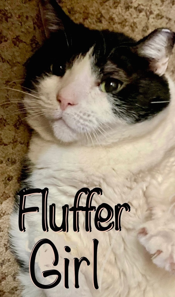 what is a fluffer girl