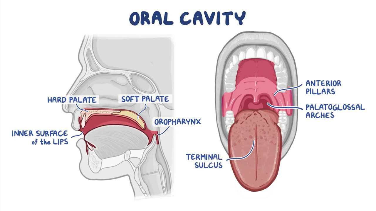 what is an oral bottom