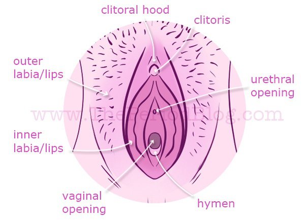 ahmed elsorady recommends which hole do i put my penis in pic