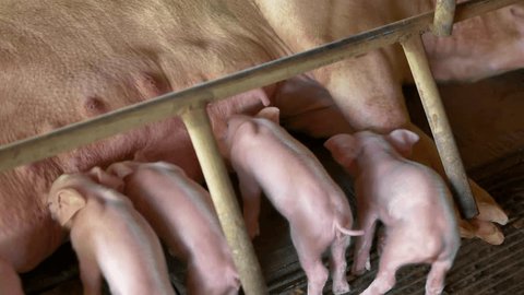 woman breastfeeding baby pigs
