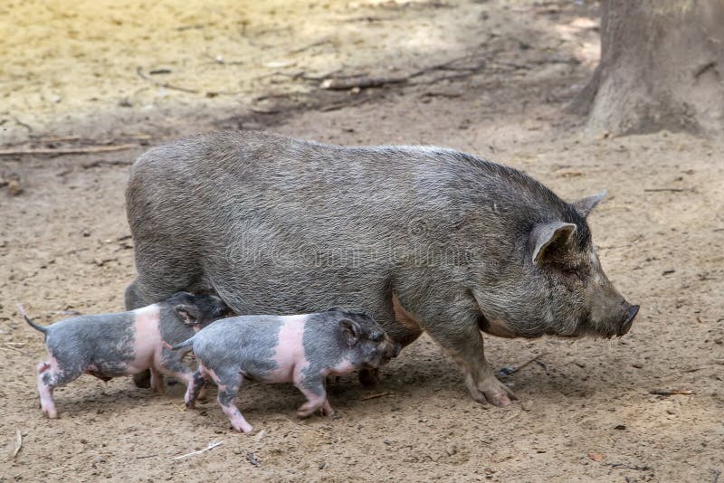 christina dibenedetto share woman breastfeeding baby pigs photos