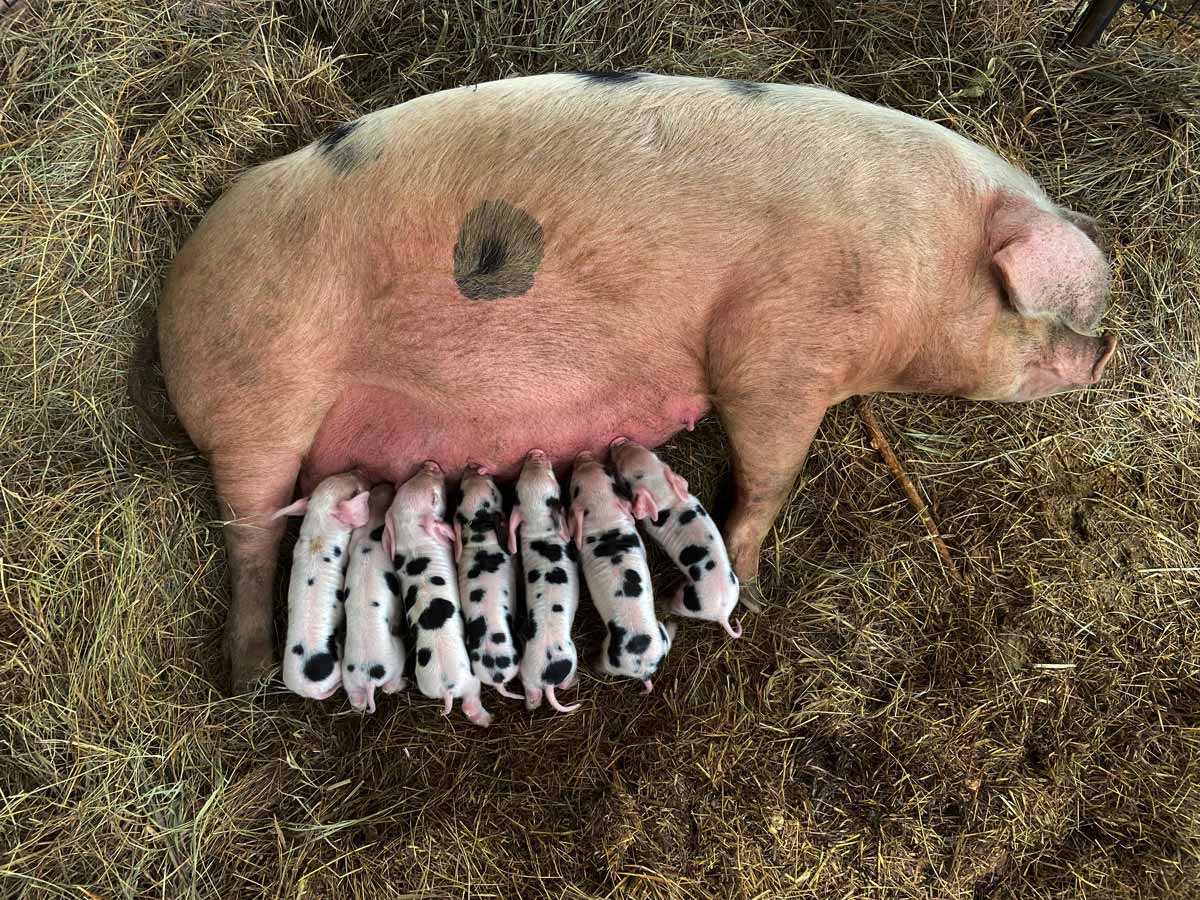 darren wigginton add photo woman breastfeeding baby pigs