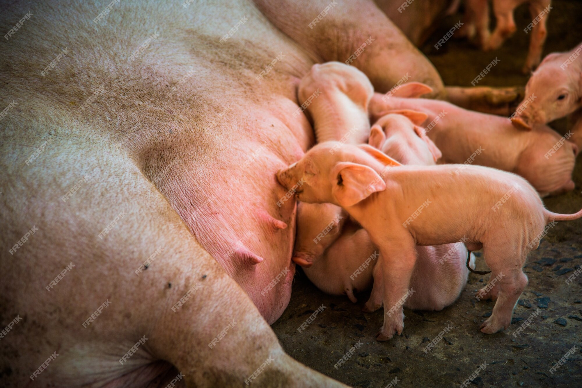 craig bellerose ocasey recommends Woman Breastfeeding Baby Pigs