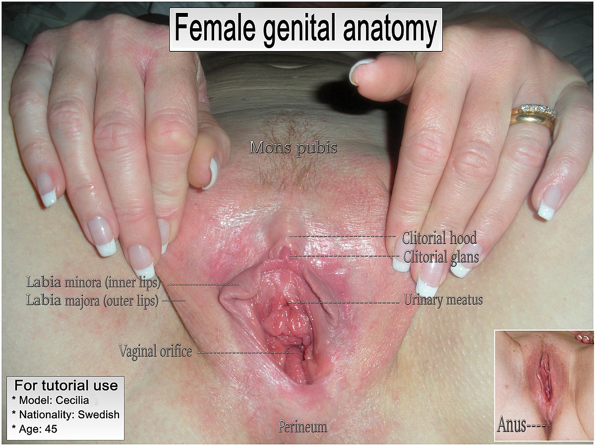 Woman Vagina Pics porno riyana