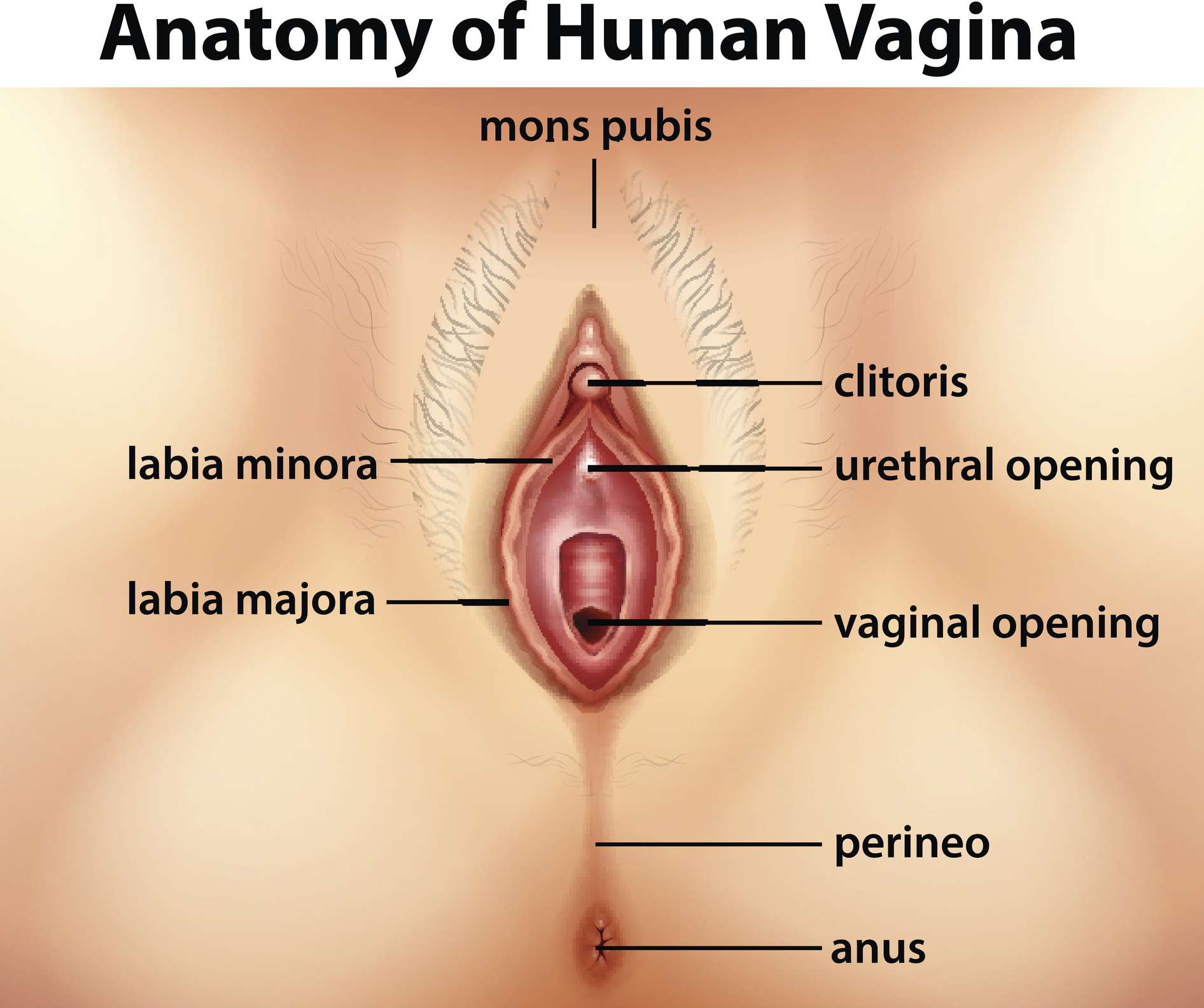 david ritchie recommends woman vagina picture pic