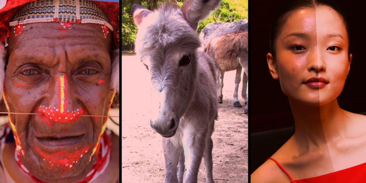 darine helo recommends women having sex with donkey pic